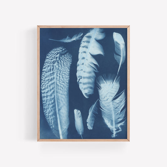 Feathers