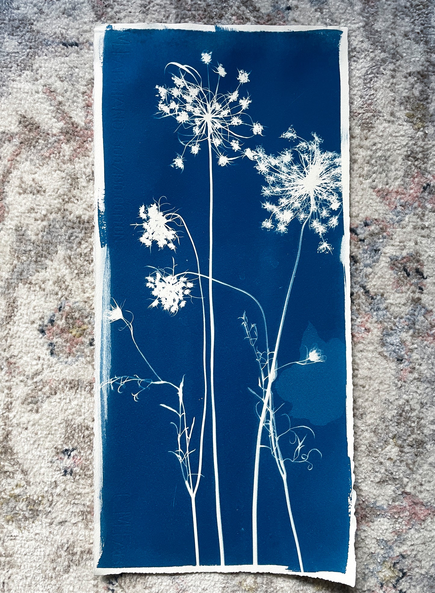 Queen Anne's Lace