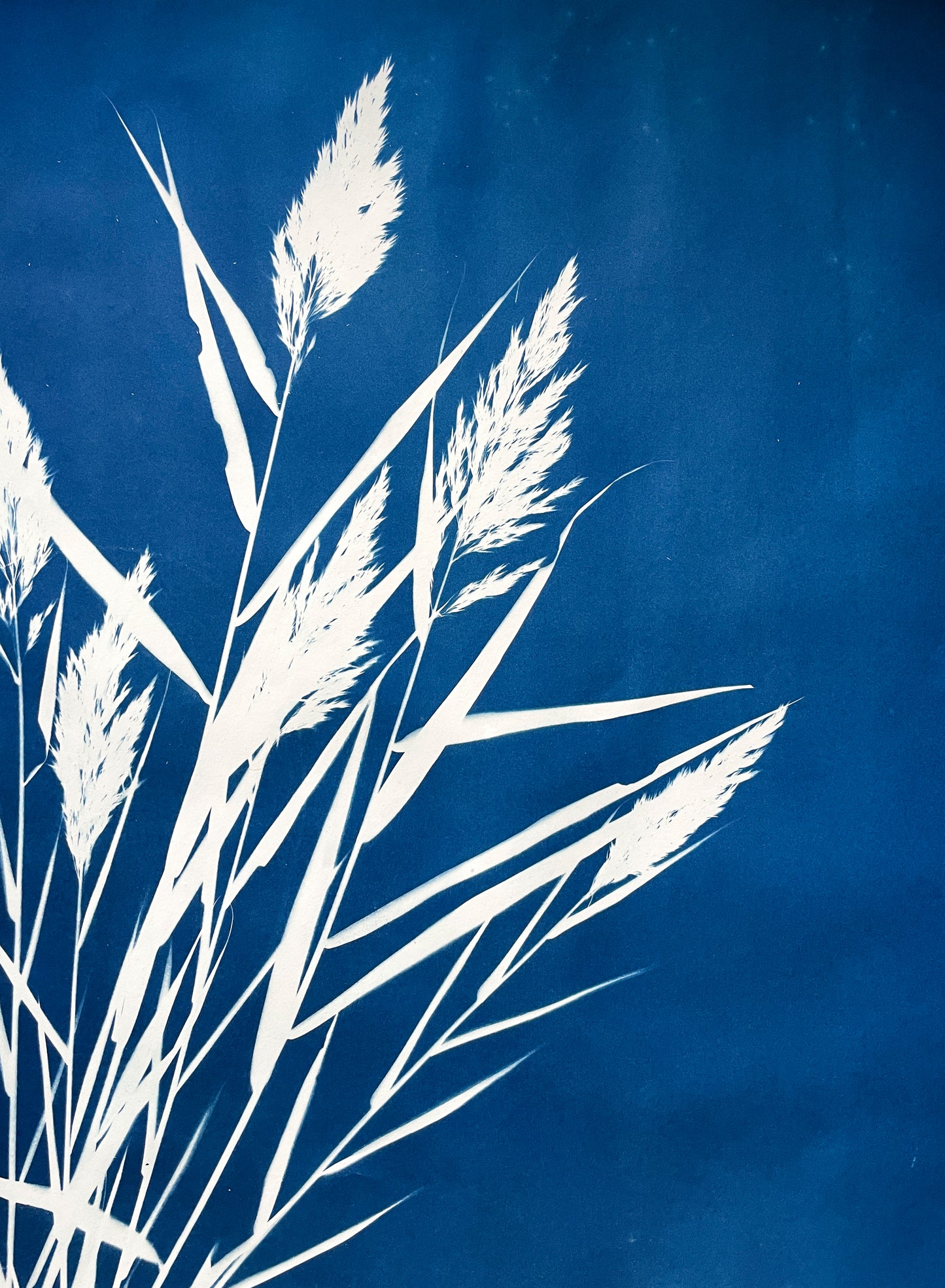 Breeze through the Wetlands no. 2