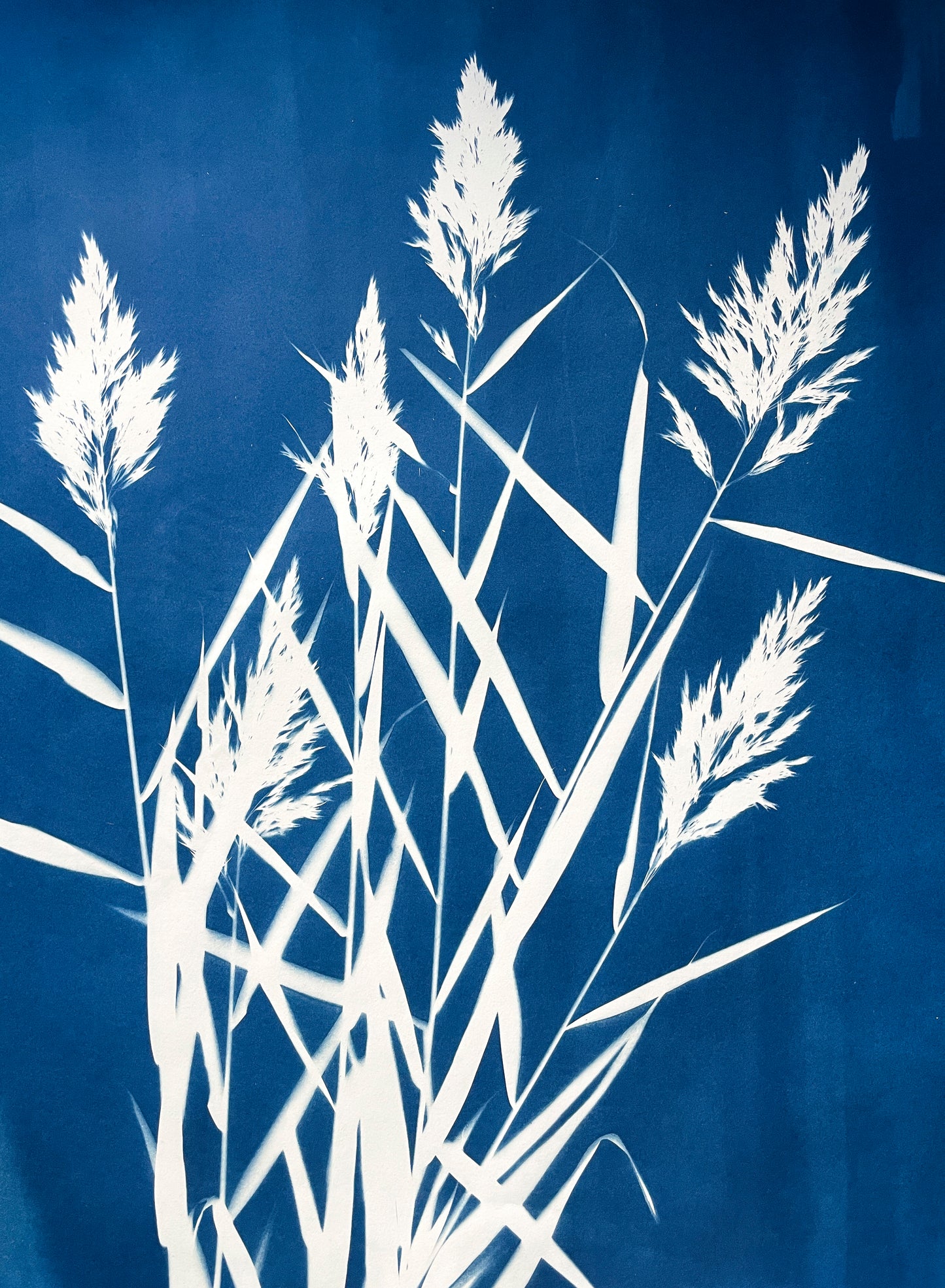Breeze through the Wetlands