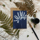 Ferns Boxed Set - Greeting Cards