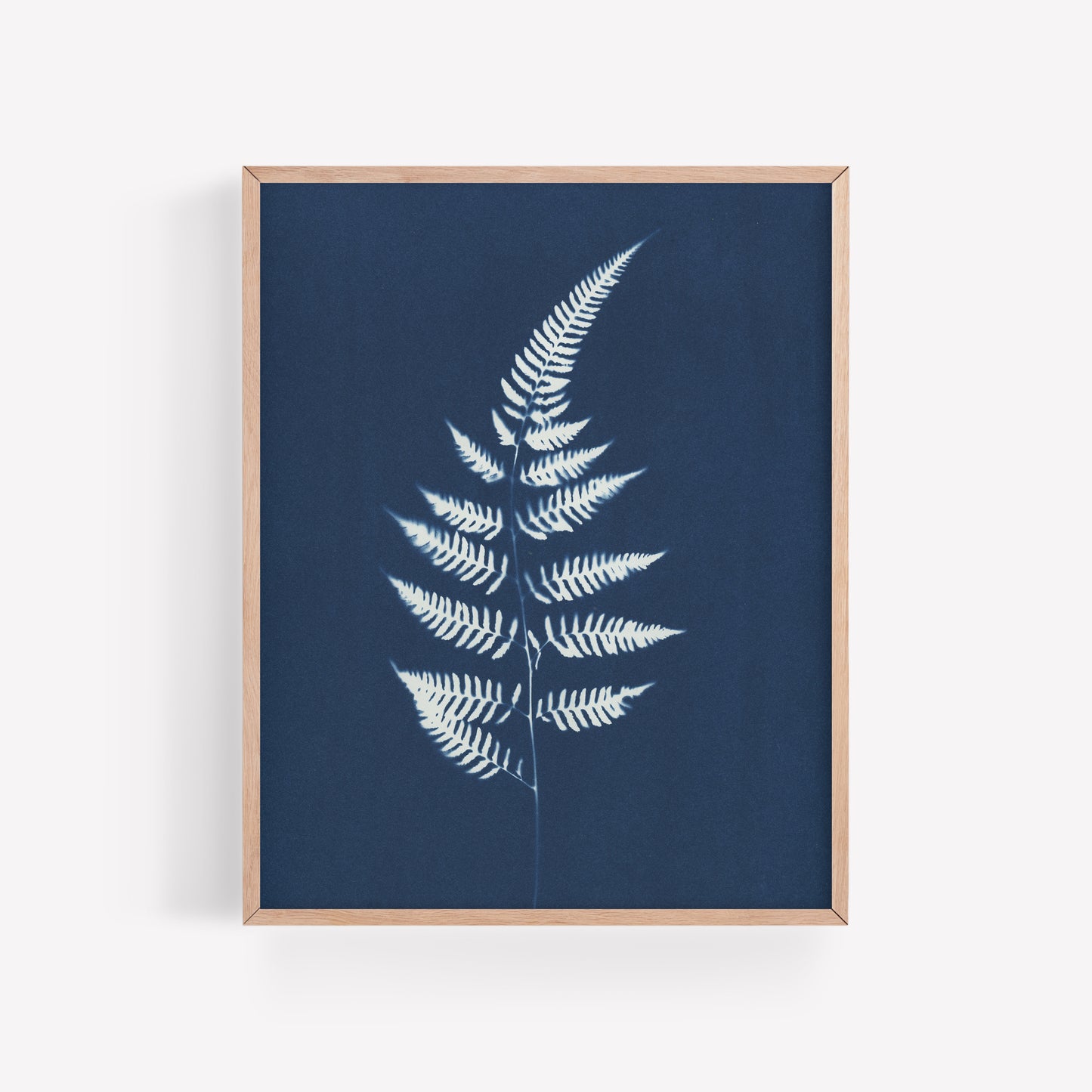 Fern