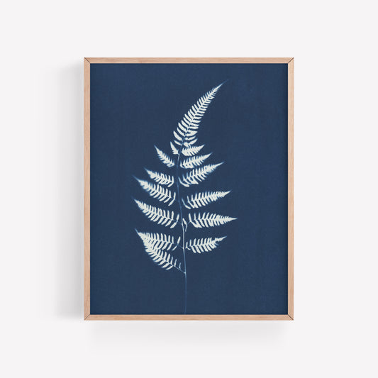 Fern