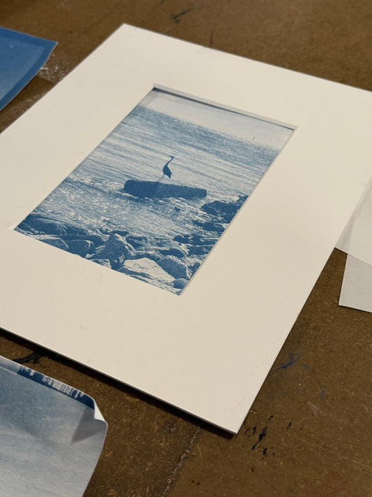 August 1 - Cyanotype Photographs