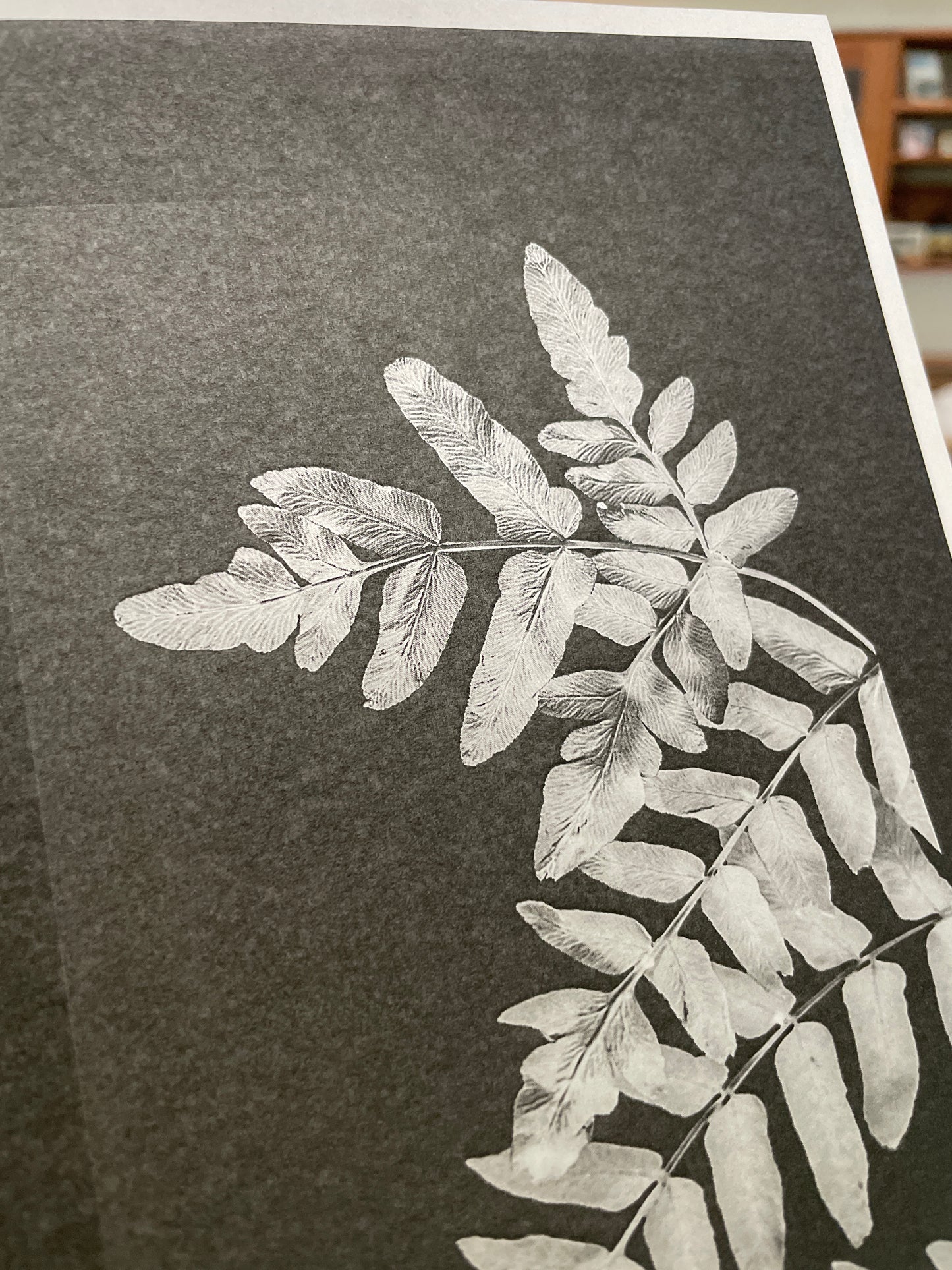 September 20 - Cyanotype Photographs