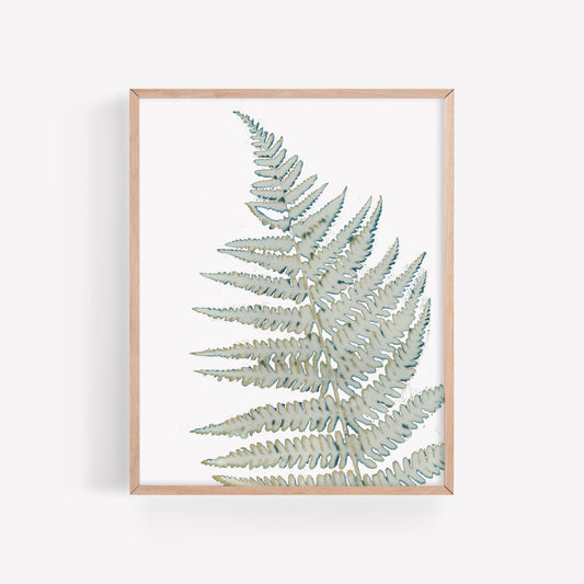 Skeleton Fern