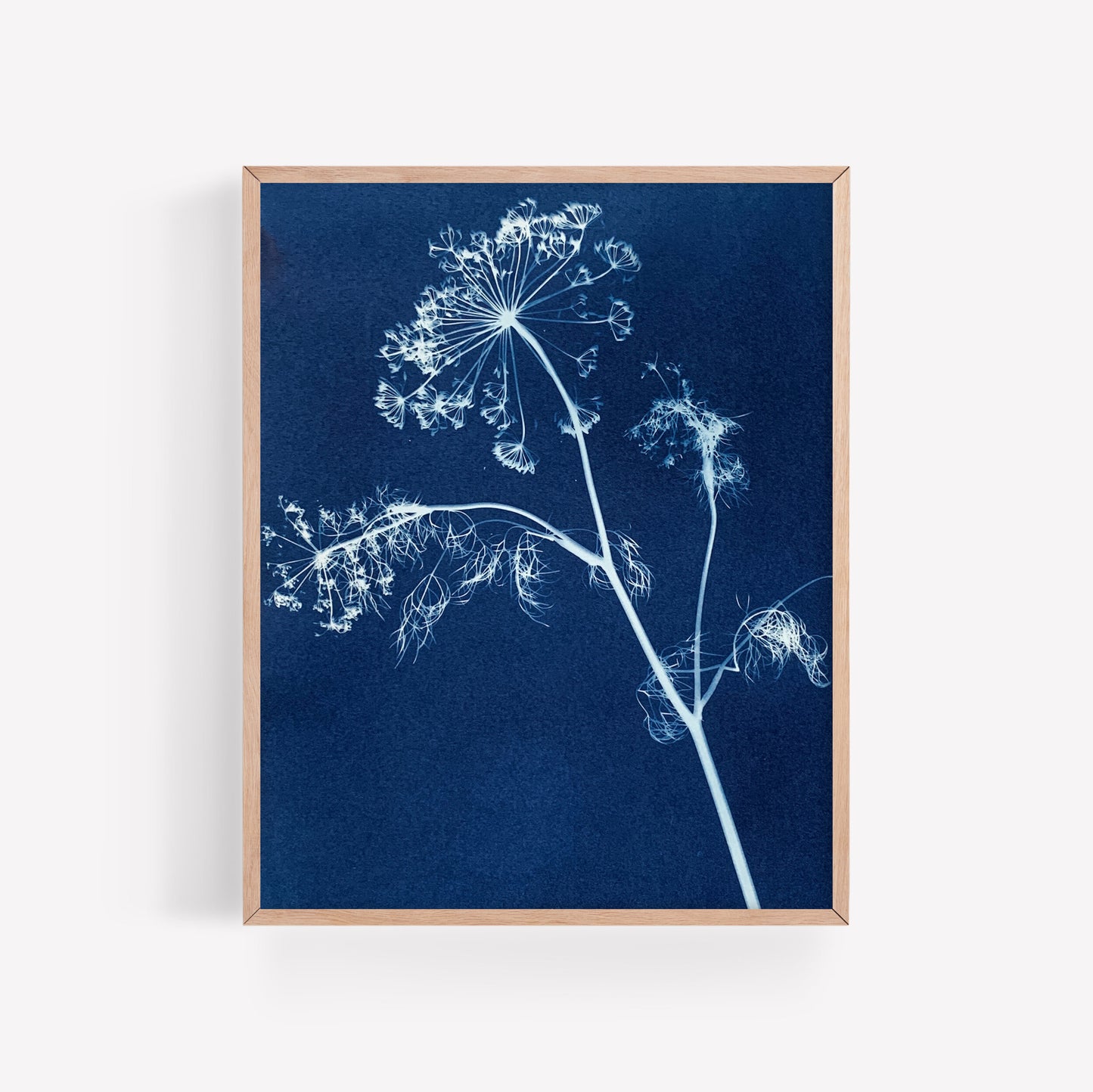 Dill Weed