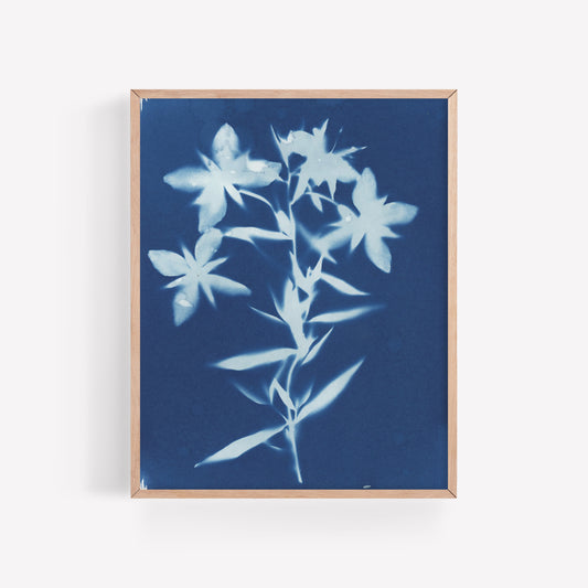 Alaskan Fireweed