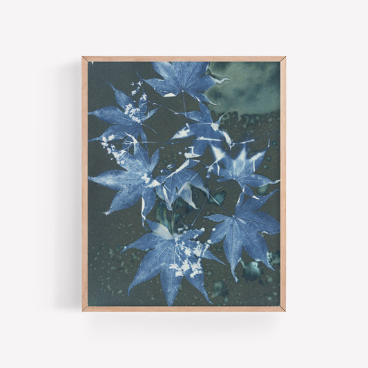 Japanese Maple no. 1