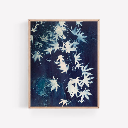 Japanese Maple no. 2
