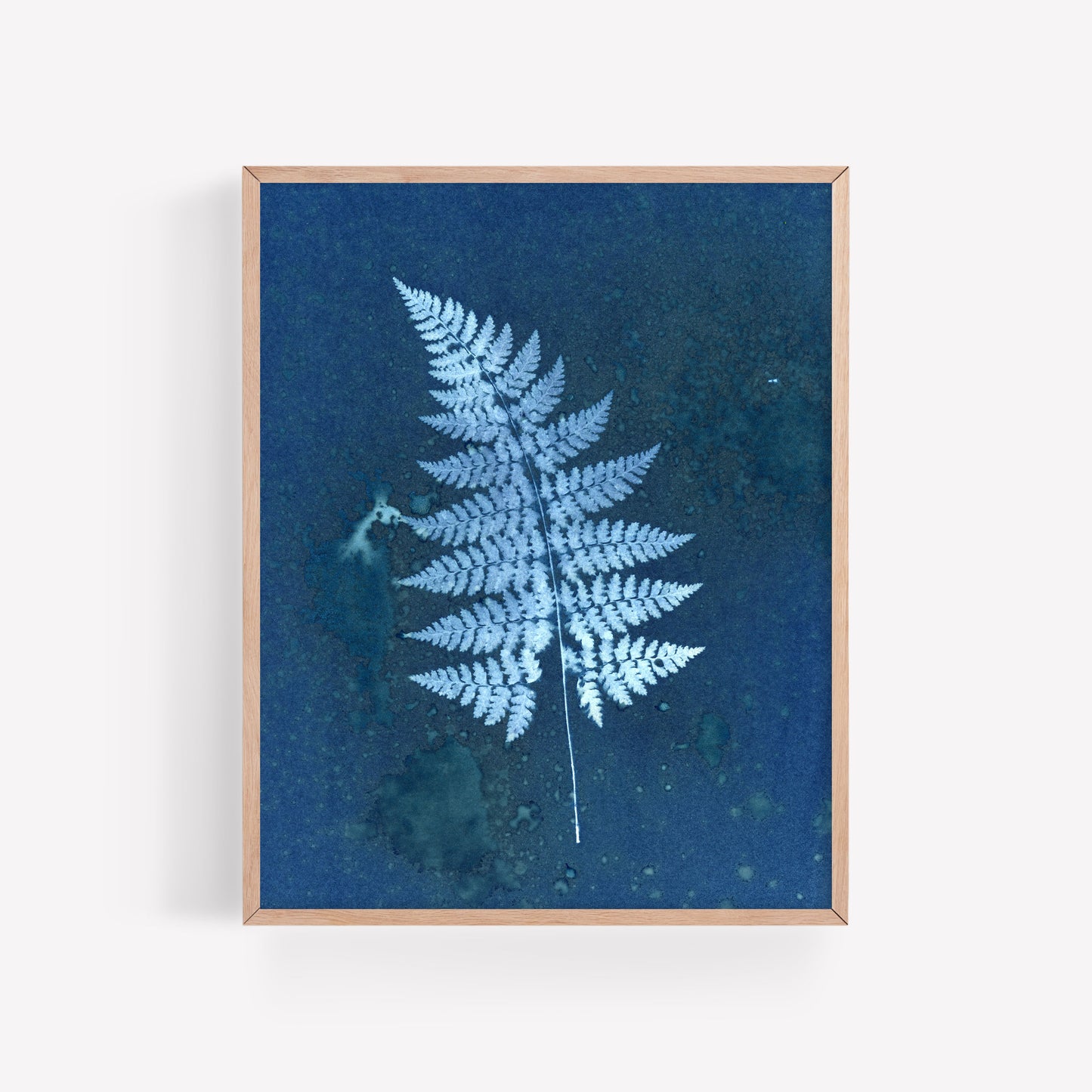 Mystery Fern