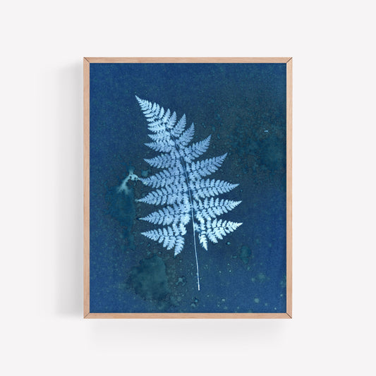 Mystery Fern