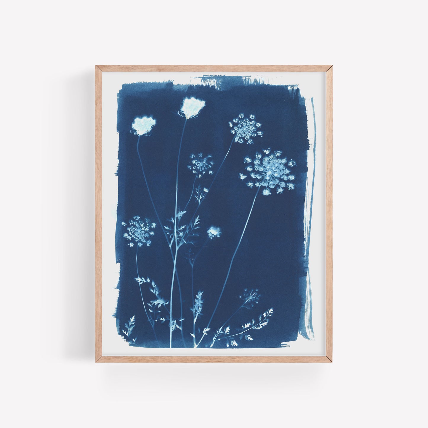 Queen Anne's Lace