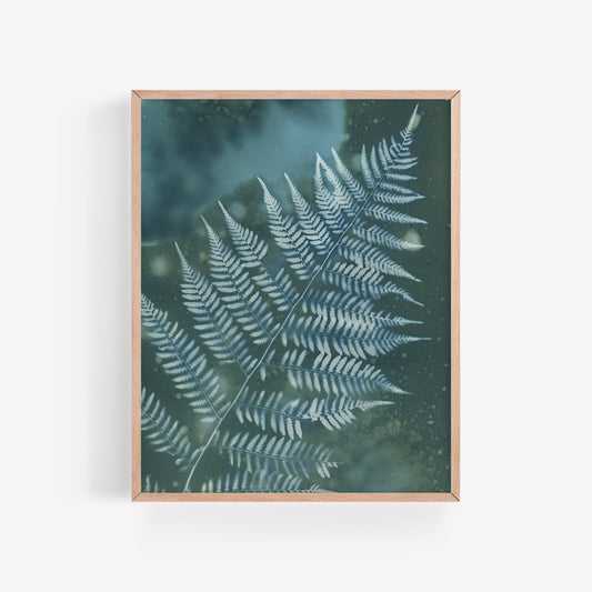 Rainy Day Fern