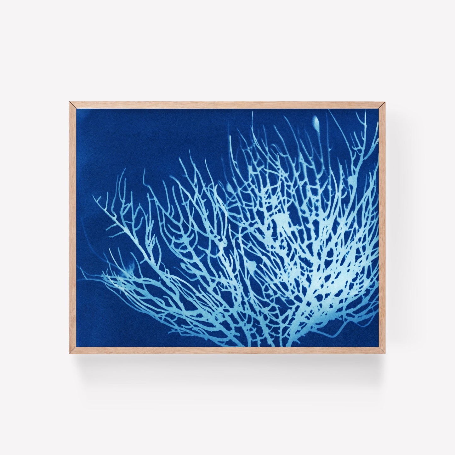 Sea Fan