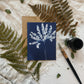 Ferns Boxed Set - Greeting Cards