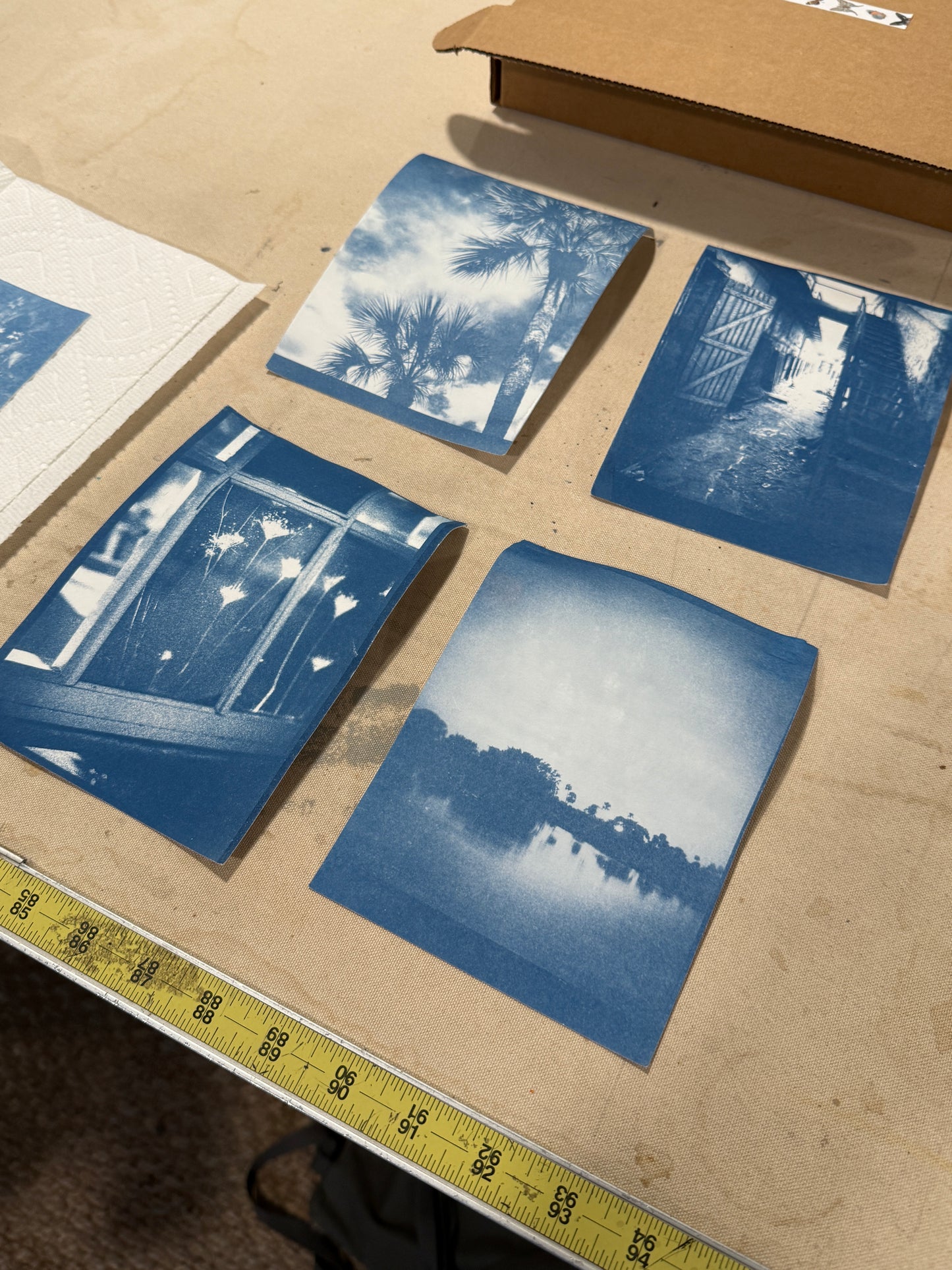 August 1 - Cyanotype Photographs