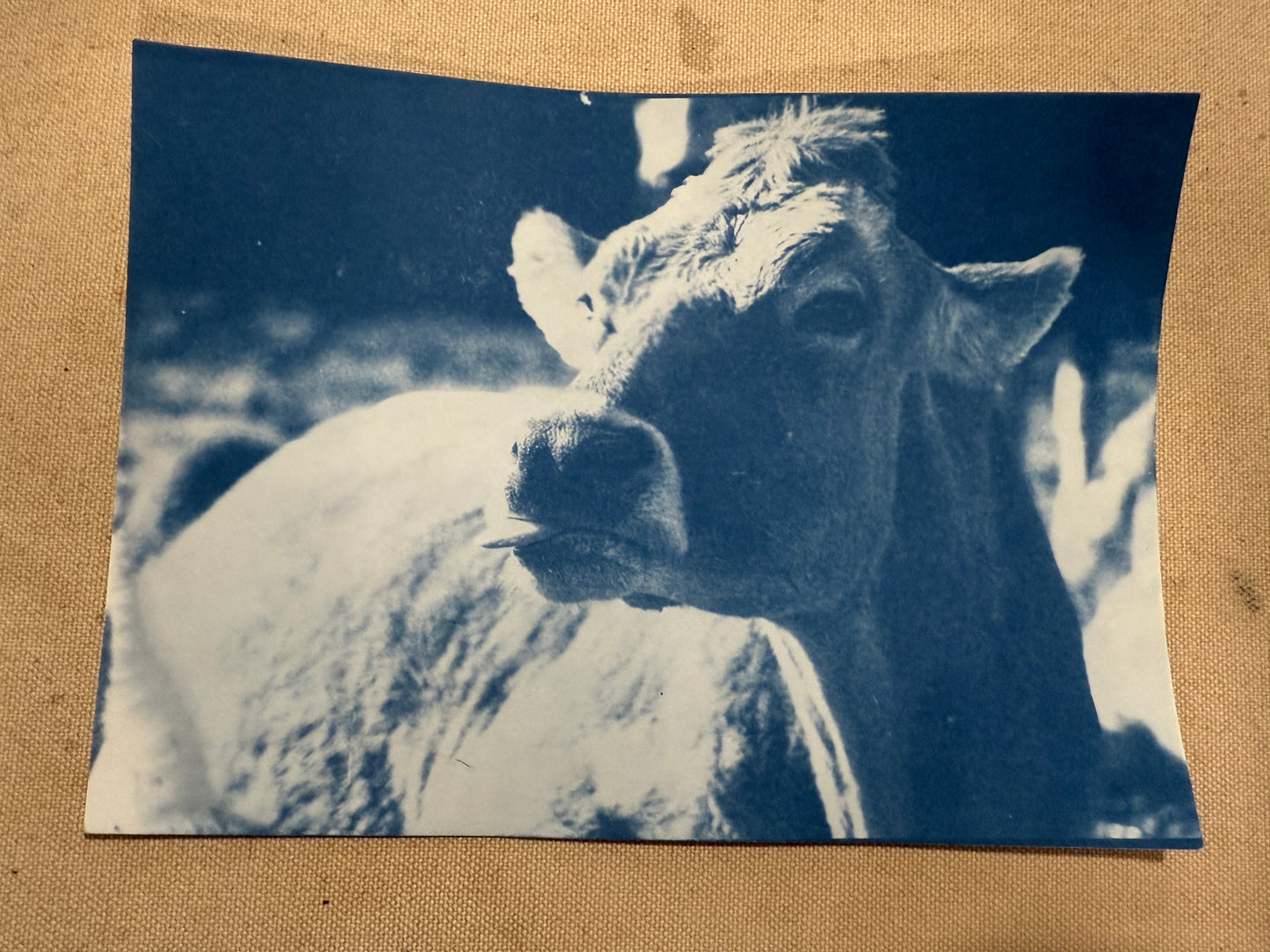 August 1 - Cyanotype Photographs