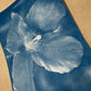 August 1 - Cyanotype Photographs