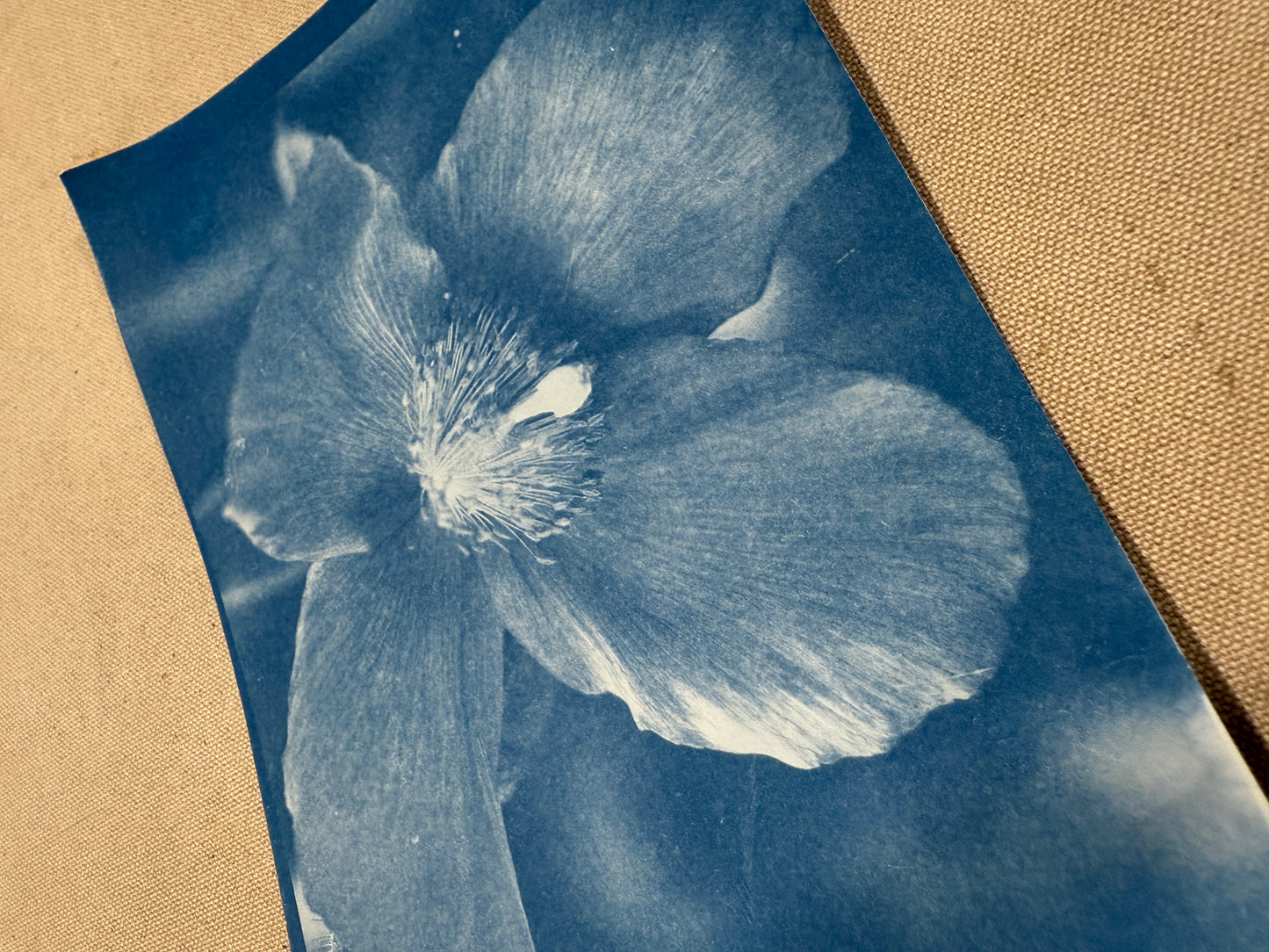 August 1 - Cyanotype Photographs