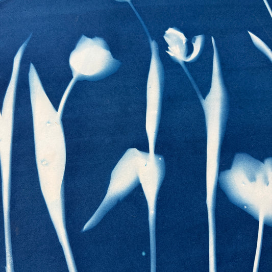 Tulip Season 3 - 22" x 30" - UNFRAMED