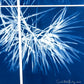 Enduring Spirit