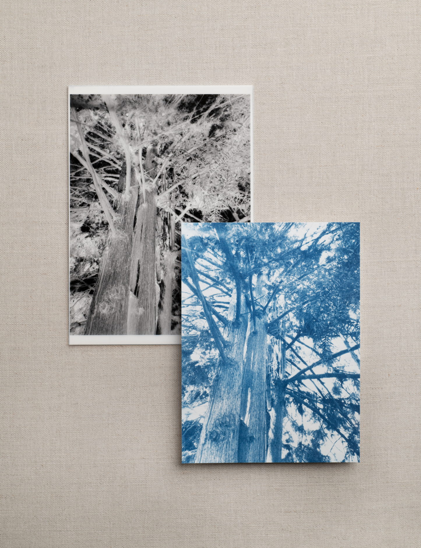 August 1 - Cyanotype Photographs