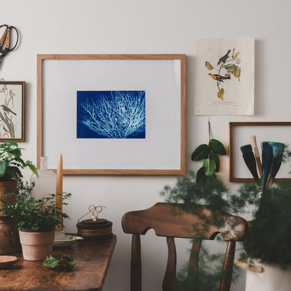 Sea Fan