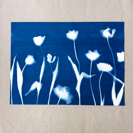 Tulip Dance no. 6 - 19" x 26" - UNFRAMED